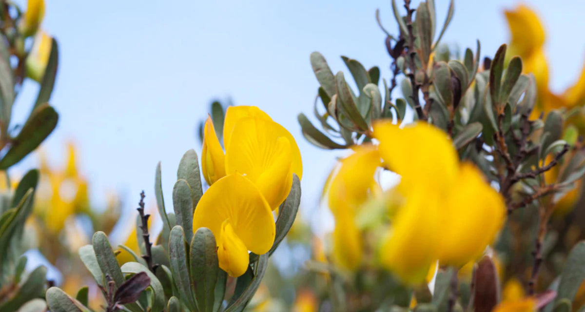 What is Honeybush Tea?