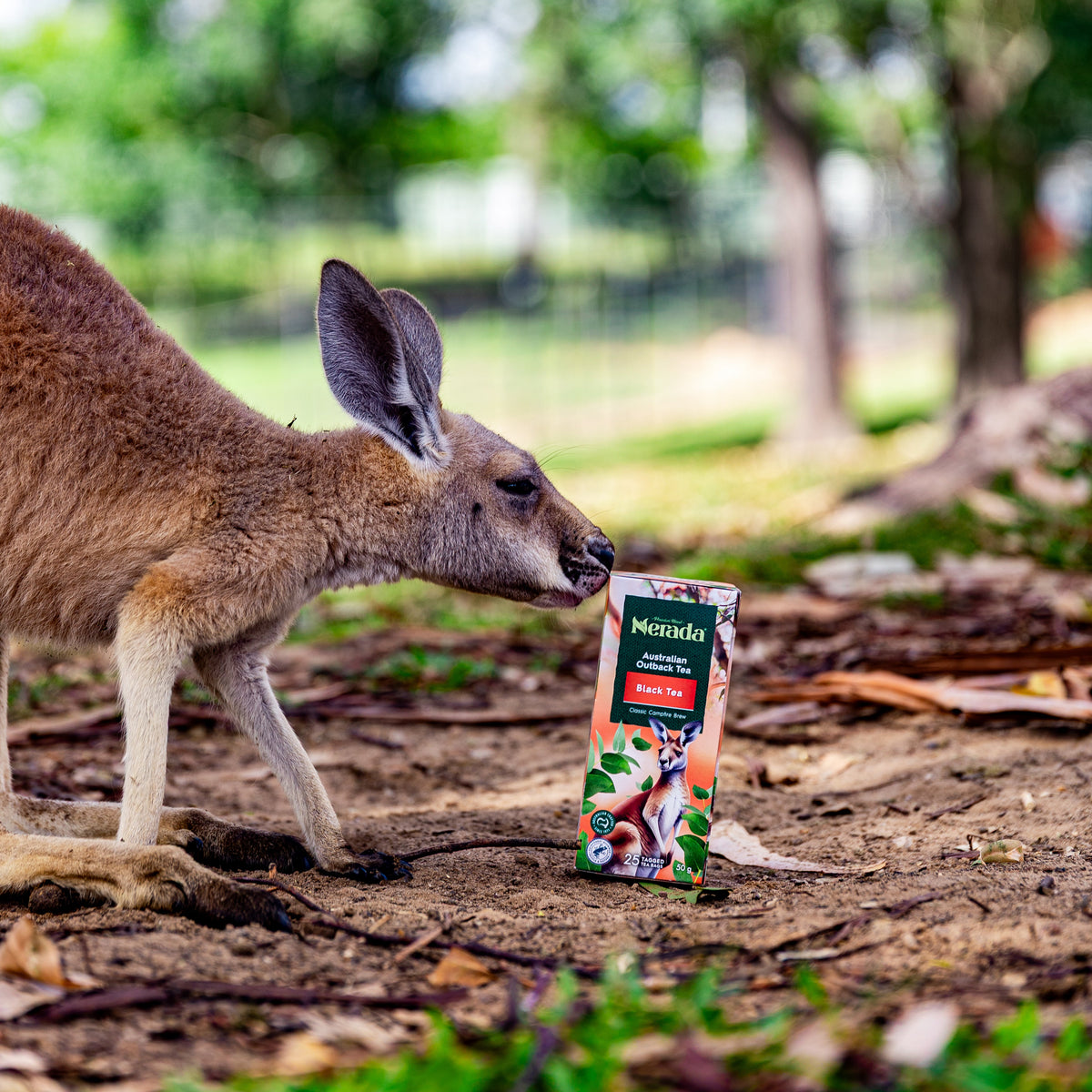 Australian Outback Tea 25 Pack – Nerada Tea